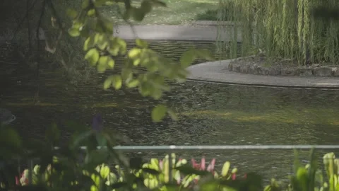 Still Garden Pond Glimpsed Through Willow Branches Stock Footage 345010722