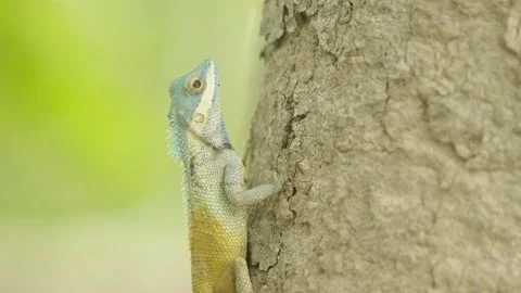 Still gradient color chameleon lizard holding on tree Stock Footage 154189706