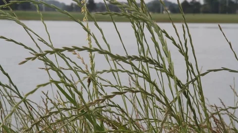 Still grass Video stock 100856020