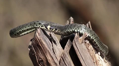 Still Grass snake, Natrix natrix Video stock 42590346