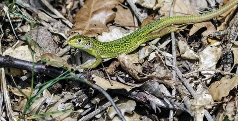 A still green lizard 写真素材