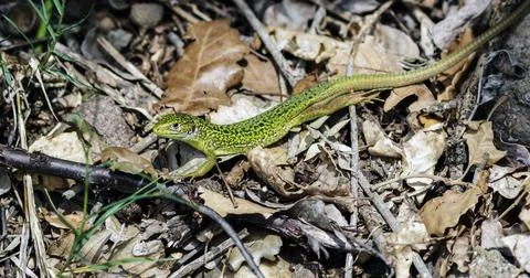 A still green lizard Stock Photos