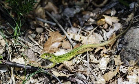 A still green lizard Photos