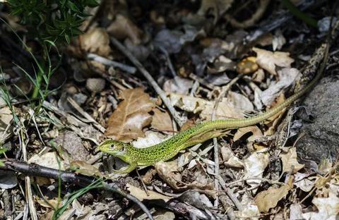 A still green lizard Stock Photos