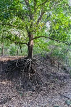 Still a green tree, but already devoid of soil under the roots due to soil Stock Photos