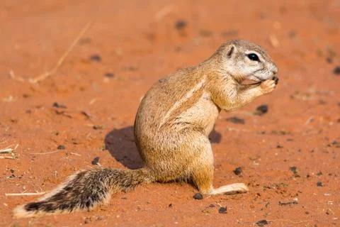 Still of a ground squirrel Stock Photos