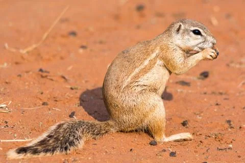 Still of a ground squirrel Stock Photos