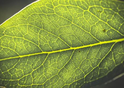 Still image of a green leaf with sun highlights in sunshine, close-up, macro. Foto stock