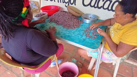 A still image of two middle-aged Black women sorting cocoa beans, part of the Stock Footage 332751386