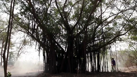 Still of a Indian Peepal Tree. Stock-Footage 55549517