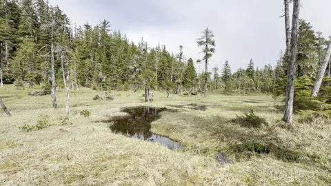 Still Kidney-Shaped Bog Pool Set in Pale Grass and Weathered Grey Snags Stock Footage 336220468