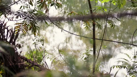 A still lake through branches. Stock Footage 223507622