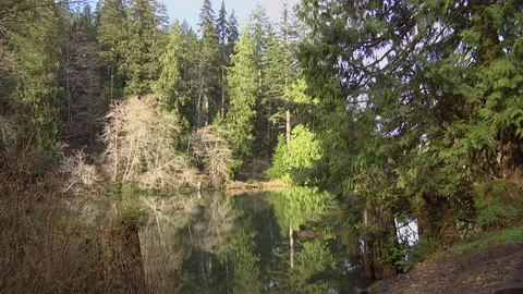 Still lake in winter in forest 動画素材 70729424