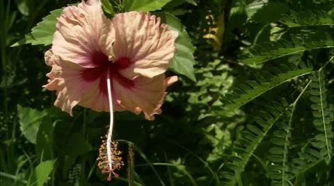 Still of large flower Stock Footage 22664847
