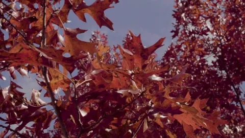 Still Leaves Stock Footage 300999224