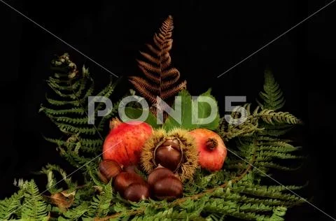 Still life of chestnuts and pomegranates with ferns on black background Stock Photos