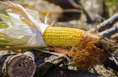 Still life. Composition with a corn cob as the subject Stock Photos