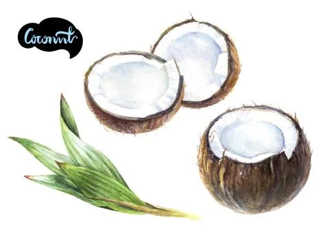 A still life composition with ripe coconuts and palm leaves placed on a clean Stock Illustration