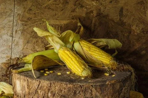 Still life with corn Stock Photos