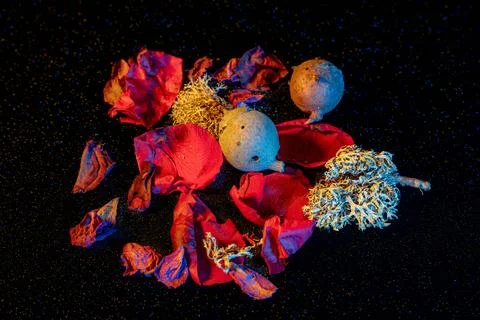 Still Life with Dramatic Light Stock Photos