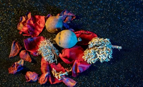 Still Life with Dramatic Light Stock-Fotos