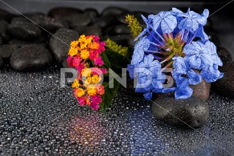 Still life with flowers and black stones Stock Photos