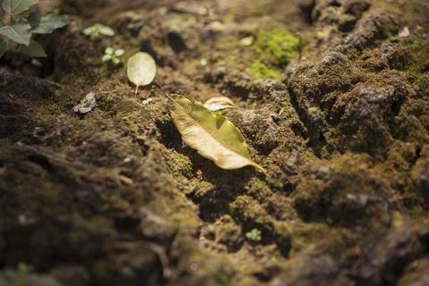 Still life forest leaf Stock Photos