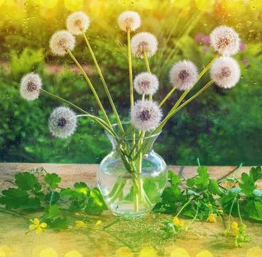 Still life in a glass vase wild flowers dandelions white on a wooden table Stock Photos