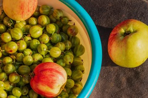Still life, gooseberries and apples in a deep plate. Stock Photos