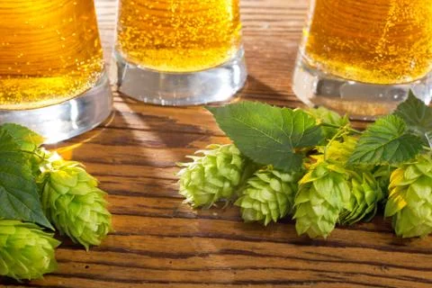 Still life with hops Stock Photos