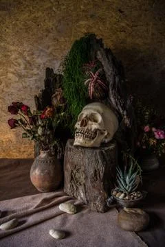 Still life with a human skull with desert plants, cactus, roses and dried f.. Stock Photos