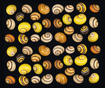 Still life with multiple seashells in warm tones. Stock Photos