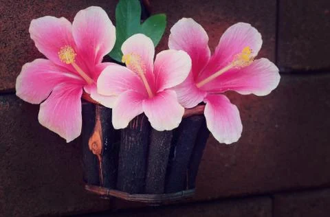 Still life Stock Photos