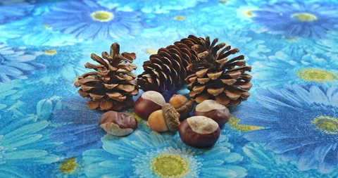 Still Life with Pine Cones, Chestnuts and Acorns Stock Footage 346699003