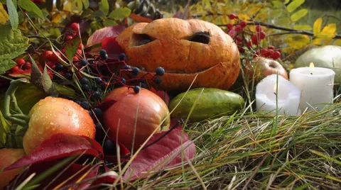 Still life with pumpkin for Halloween autumn day in nature Stock Footage