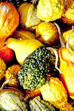 Still life of pumpkins Stock Photos