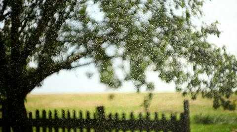 Still Life with rain Stock Footage 8530909