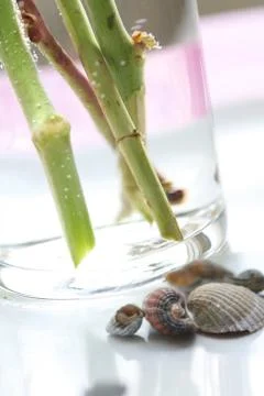 Still life with Seashell Stock Photos