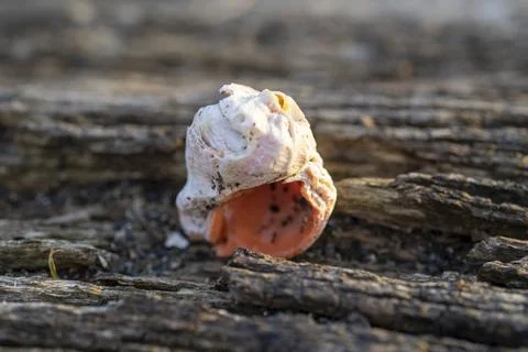 Still life with seashells on a blurry background Stock Photos