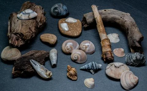 Still life of shells and artifacts shaped and returned by the sea Stock Photos