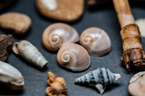 Still life of shells and artifacts shaped and returned by the sea Stock Photos