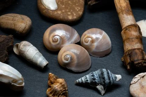 Still life of shells and artifacts shaped and returned by the sea Stock Photos