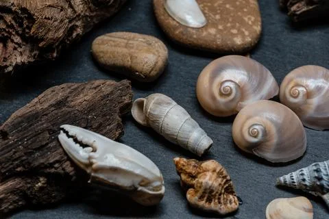 Still life of shells and artifacts shaped and returned by the sea Stock Photos