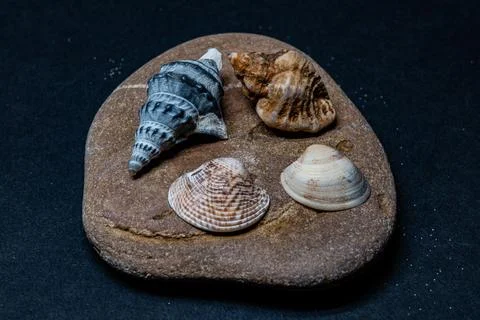 Still life of shells and artifacts shaped and returned by the sea Foto stock