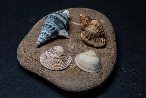 Still life of shells and artifacts shaped and returned by the sea Foto stock