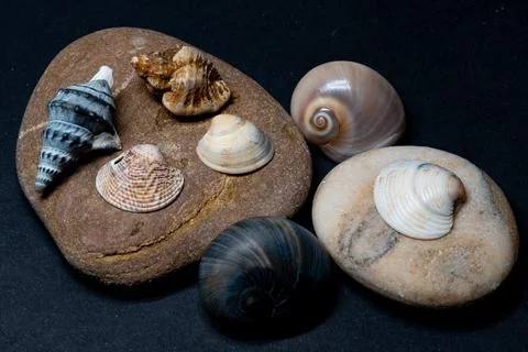 Still life of shells and artifacts shaped and returned by the sea 写真素材