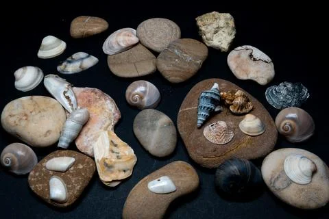 Still life of shells and artifacts shaped and returned by the sea Stock Photos