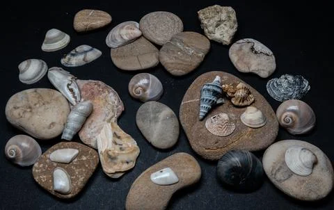 Still life of shells and artifacts shaped and returned by the sea Stock Photos