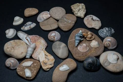 Still life of shells and artifacts shaped and returned by the sea Fotos de archivo