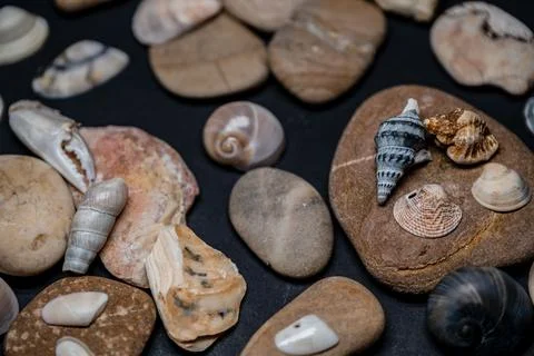 Still life of shells and artifacts shaped and returned by the sea Stock Photos